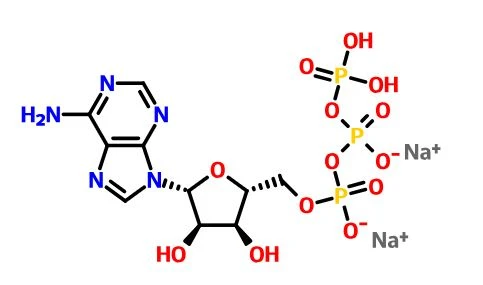 structure of Adenosine Triphosphate Powder 987-65-5